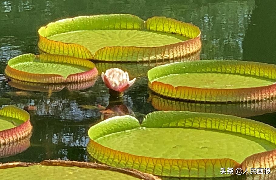 西双版纳中科院热带植物园王莲,在国家植物园畅游自然和古韵