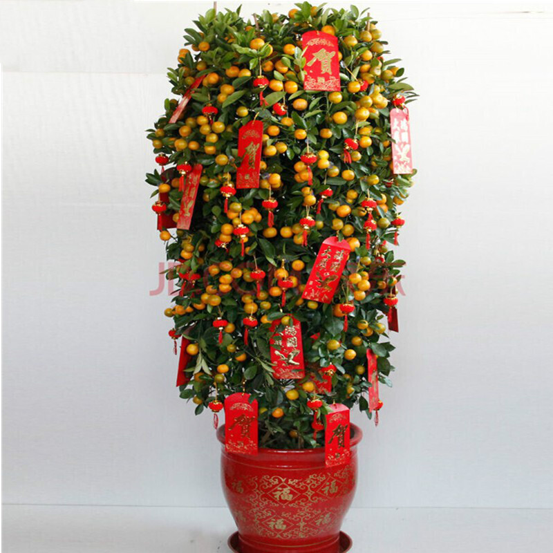 百花齐放春意浓群芳争艳,百花齐放喜迎新春