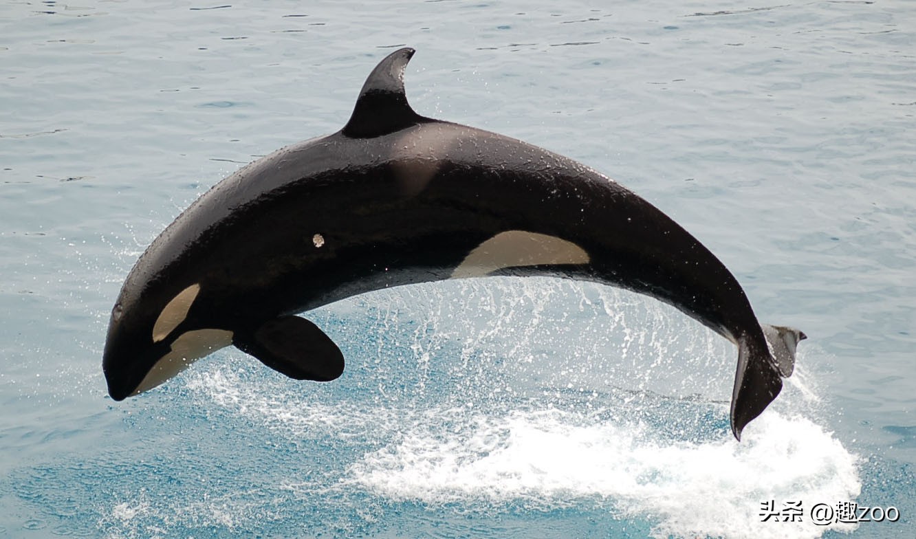 动物攻击力排行,十大攻击力最强动物