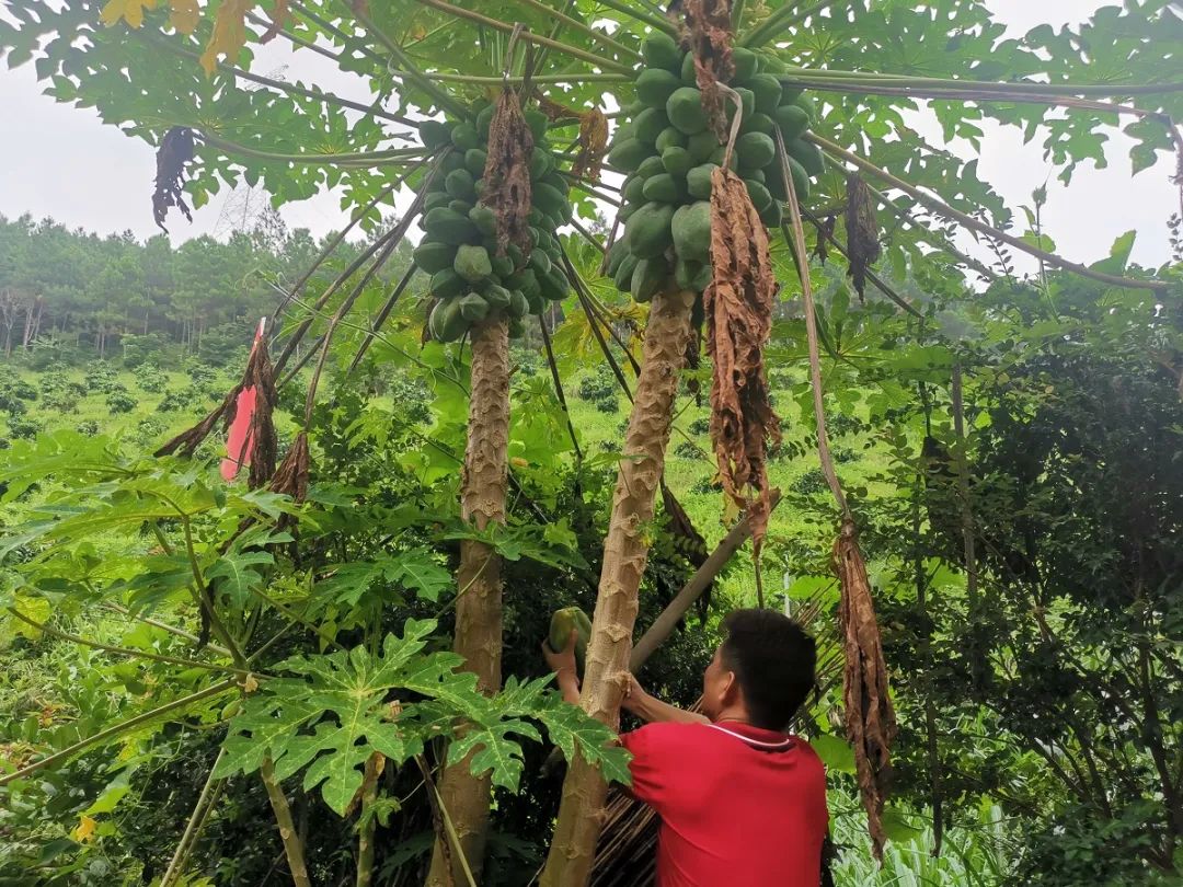 深山创业赚钱方法,深山老林创业项目