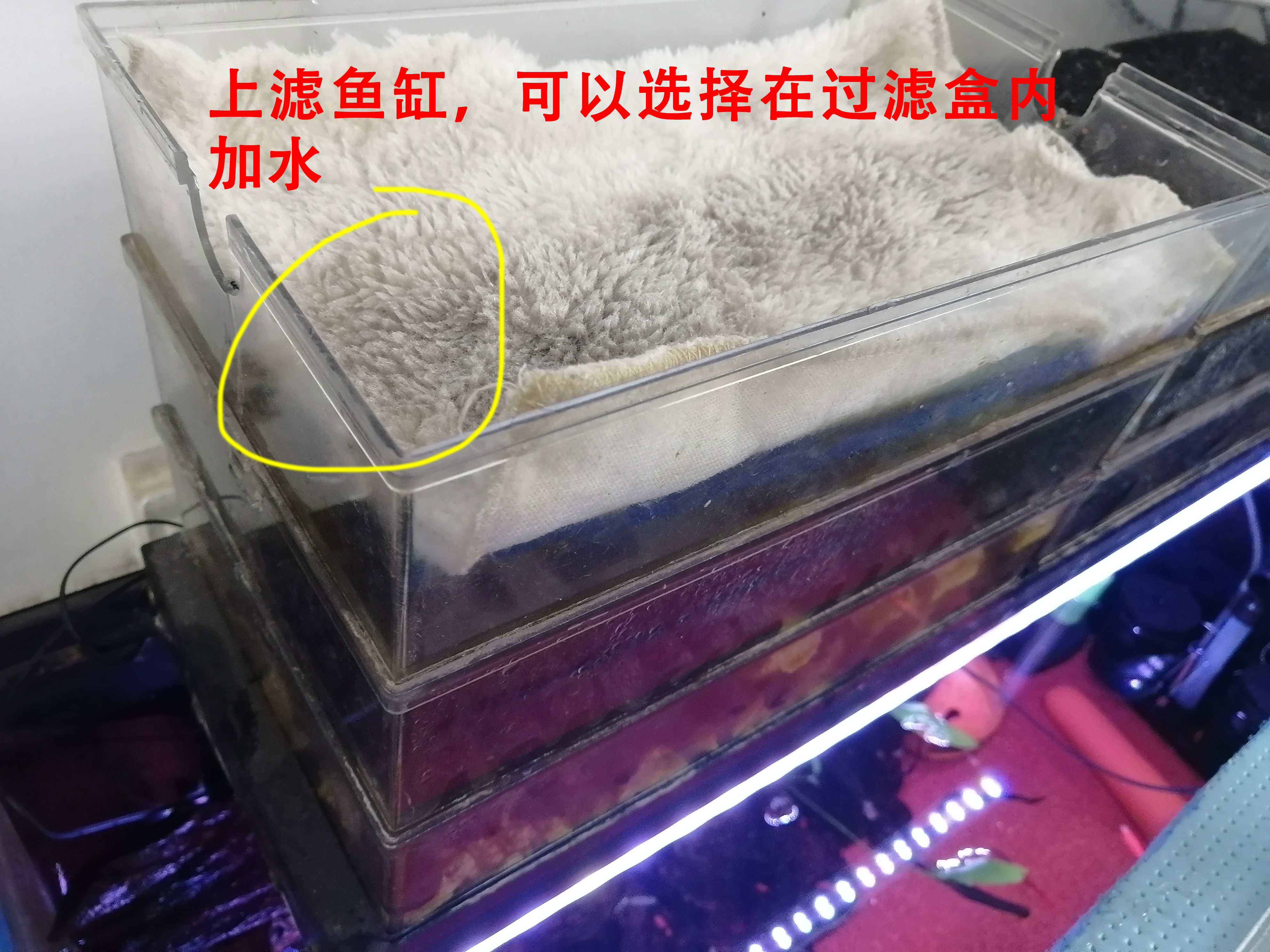 鱼缸换水管子怎么吸出来水,鹦鹉鱼缸换水的正确方法