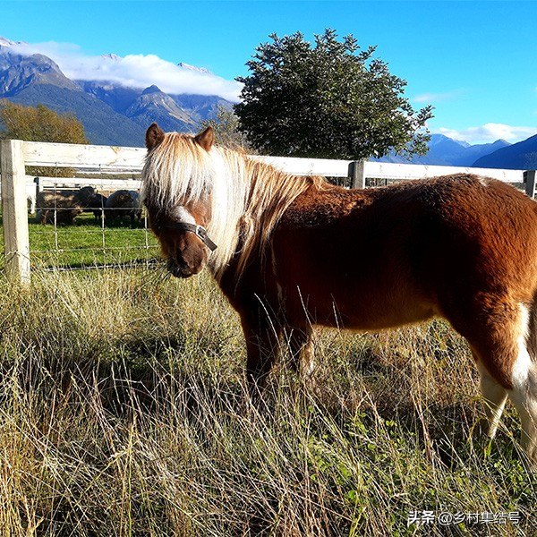 新西兰格伦诺基动物体验农场:一家以动物体验为主题的特色农场