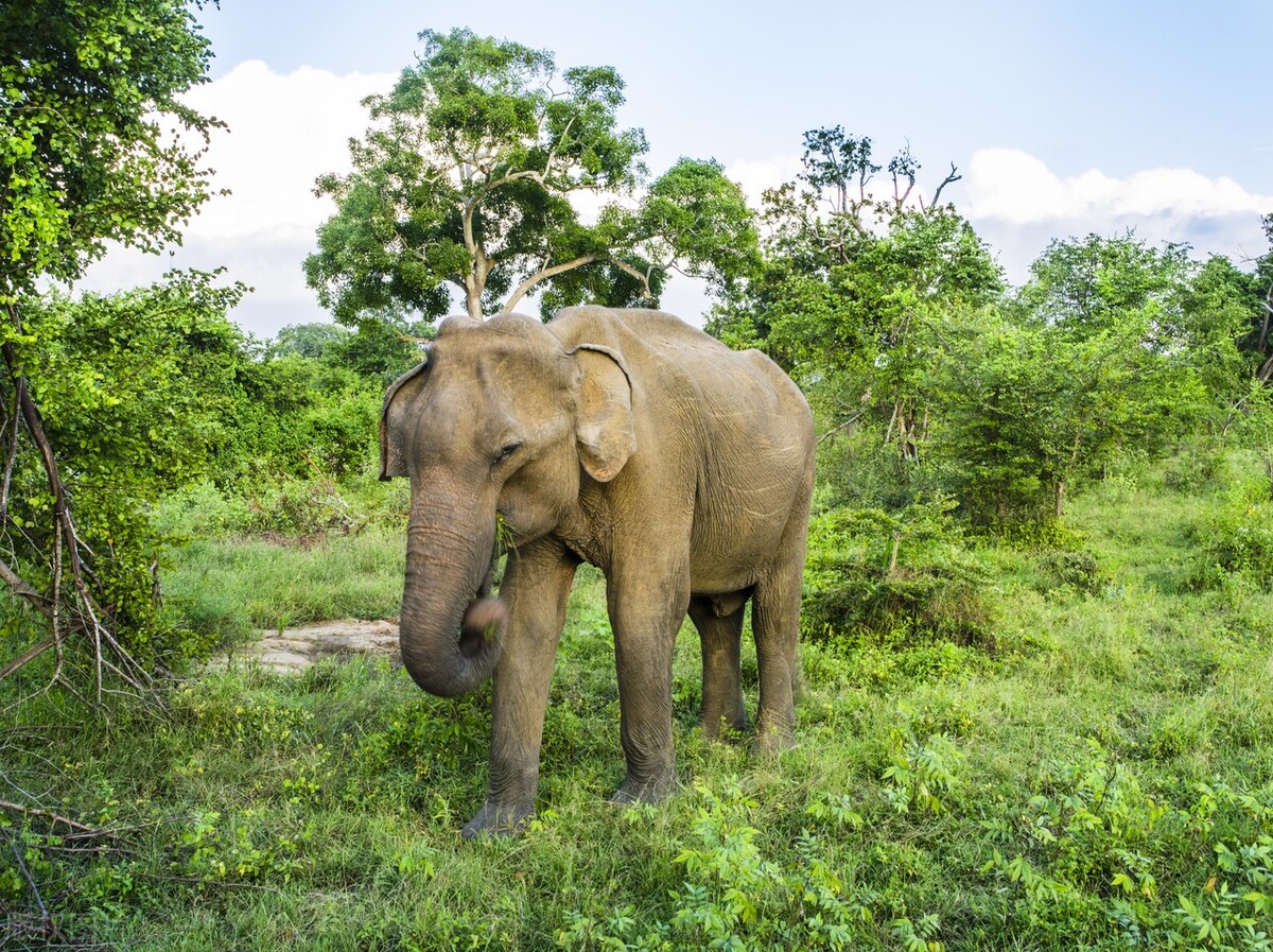 大象体型有多大,大象的真实体型