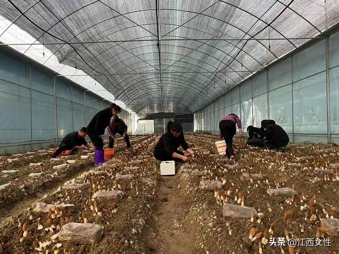 赣鄱巾帼创之创业创新篇丨刘金平：敢为争先拼经济小小羊肚菌撑起“致富伞”