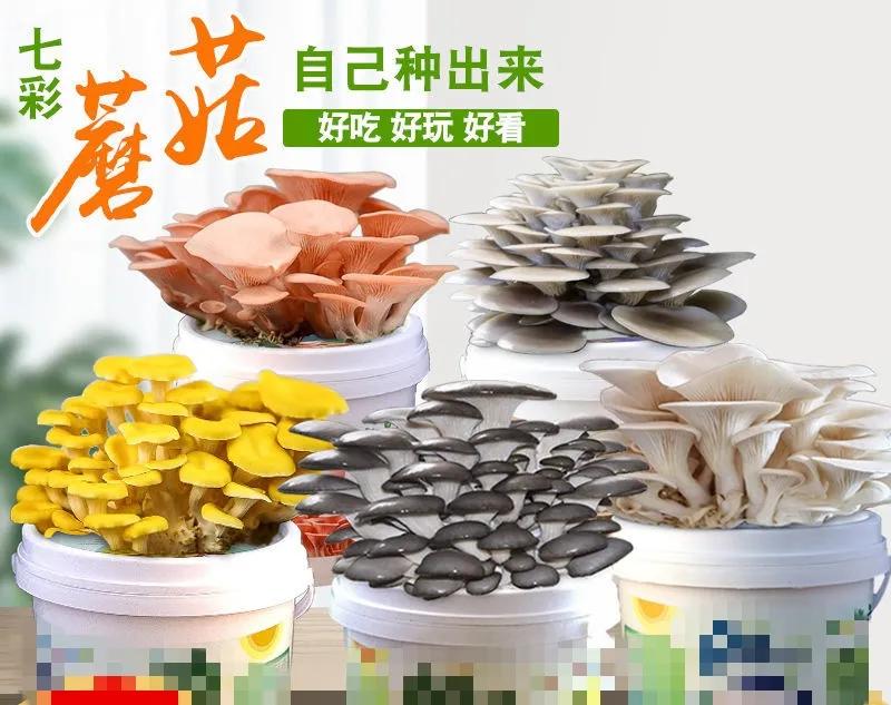 怎么在家用小材料种蘑菇,在家种蘑菇养蘑菇真有趣