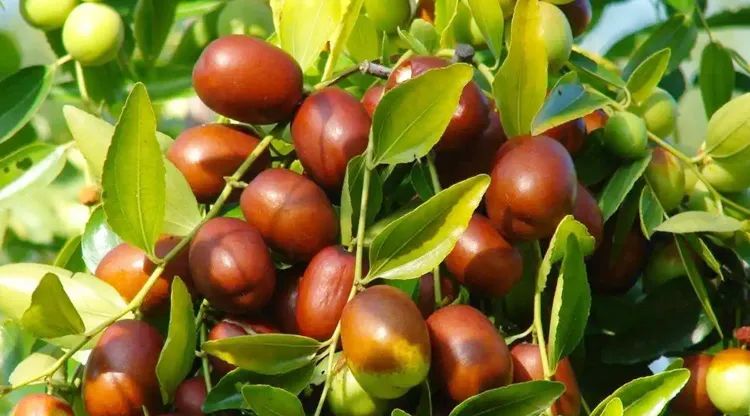 中国最能代表福气的植物,中国十大吉祥植物排行榜