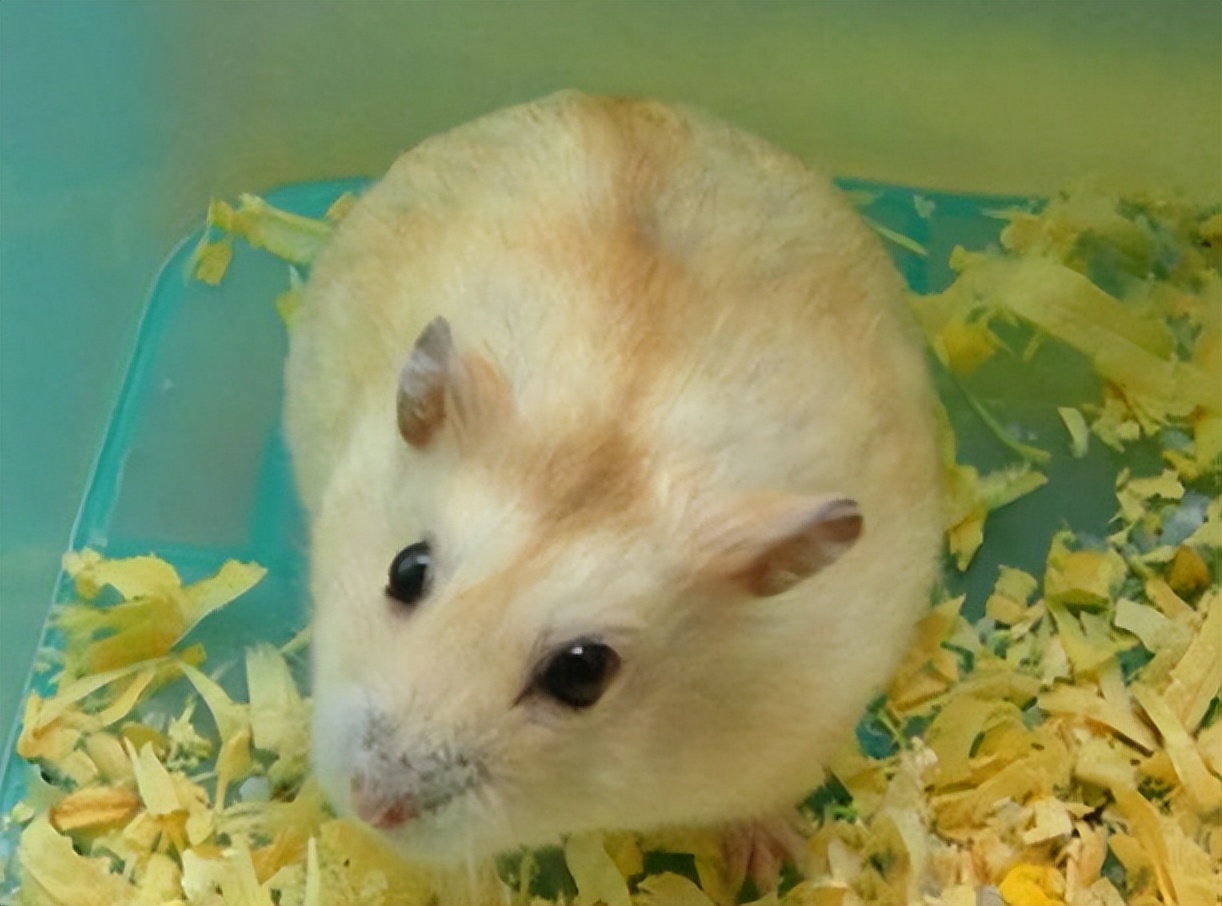 布丁鼠的饲养注意事项