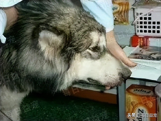 狗狗即将离世时主人喂它吃麦片,狗狗安乐后怎么处理后事好