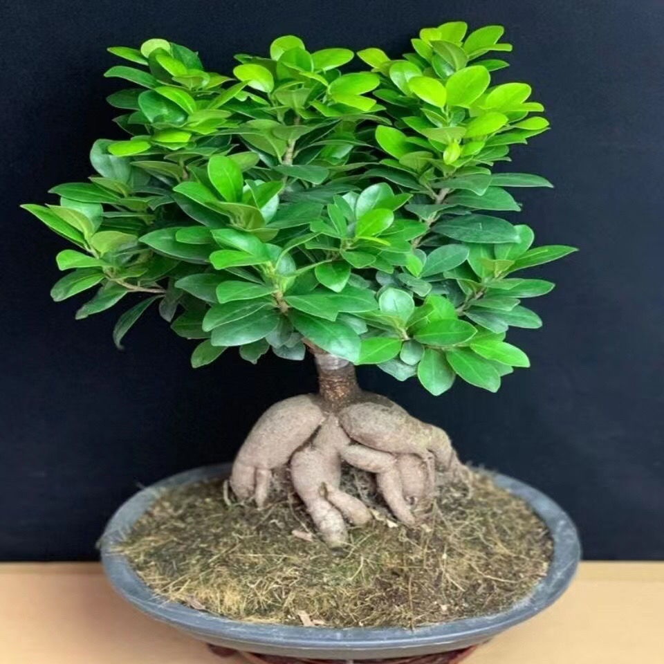 家有三树十宅九富是真的吗,家里有大树十有九富