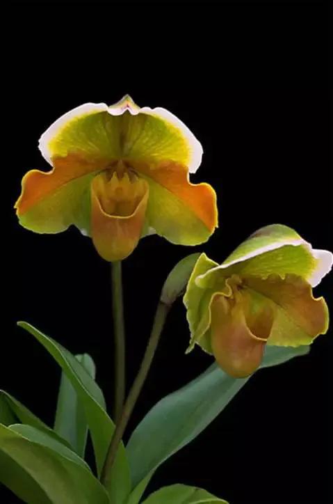 最美的100种兰花图片,欣赏一下最美的兰花