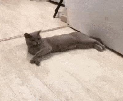 猫做核酸了么,猫核酸检测有必要做吗