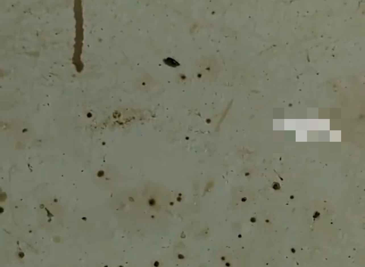 广东饭店厨房蟑螂,深圳知名餐厅后厨曝光