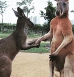 男人最应该锻炼的肌肉,男人最适合做什么锻炼