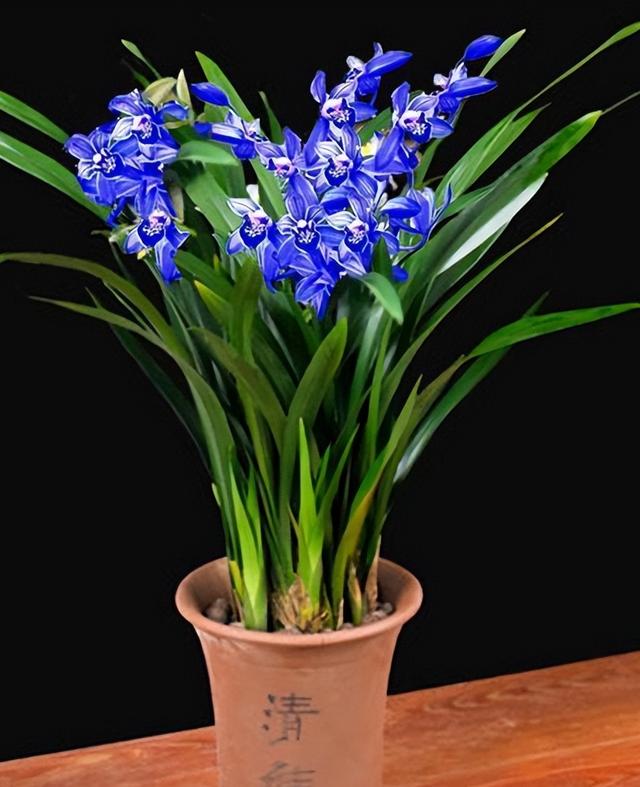 最好养的兰花四季兰品种,哪种兰开花又香又好看