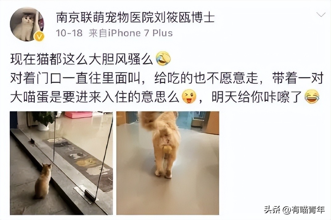 公猫出去一天一夜了都没回家,公猫出去三天没回来了