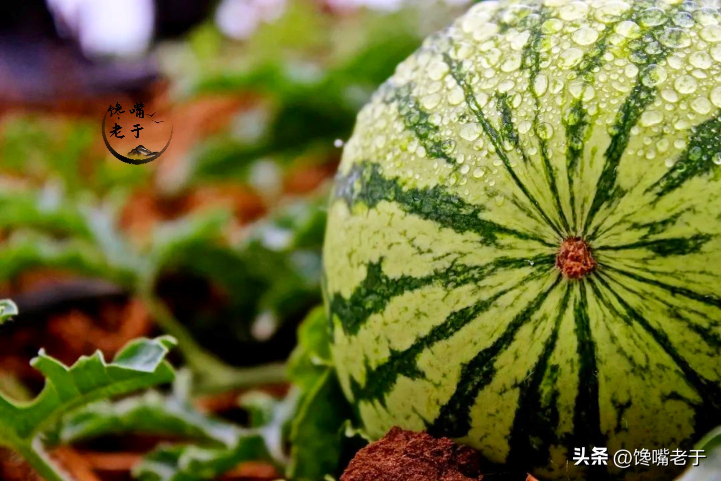 夏天买西瓜别只会拍教你3招,买西瓜要注意的几个点