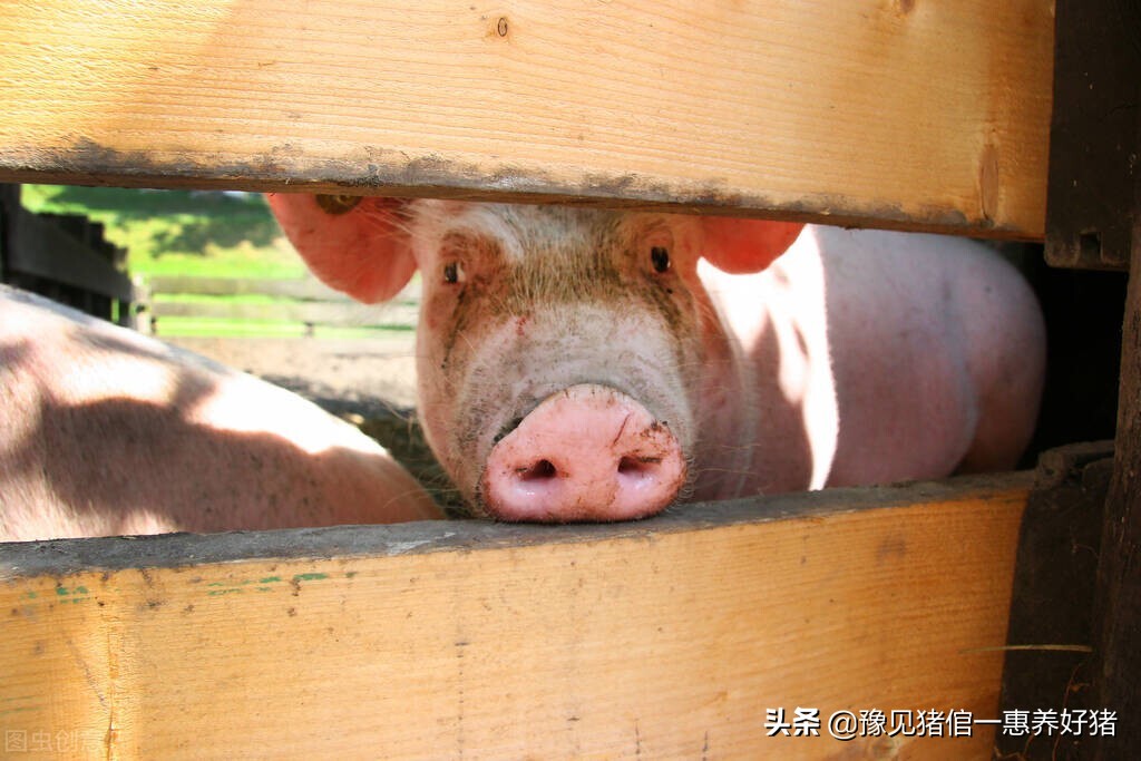 运城猪场兽药配伍,猪场兽药最佳配伍