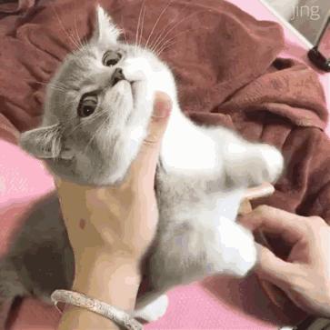 劝大家买猫的时候千万别买两只猫,买猫一时爽养猫火葬场