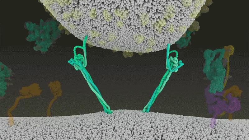 核酸和抗原哪个成本高些,核酸与抗原的区别图解