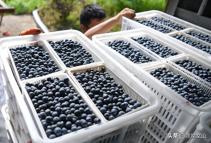 快点，文山一批“宝藏”项目等你加入！