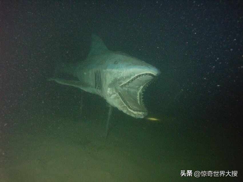 深海恐惧症最怕的100张图,深海恐惧症超长照片