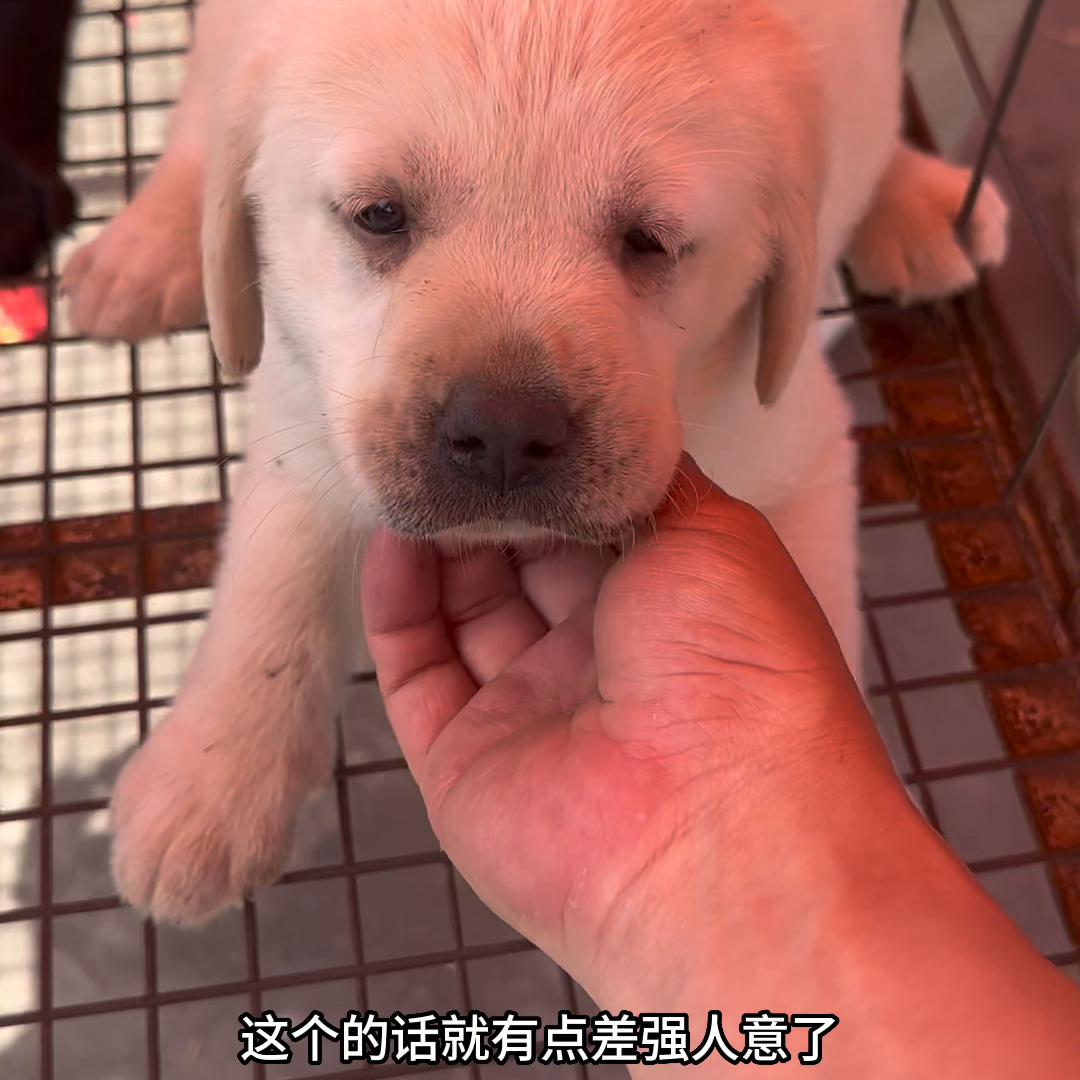 宠物市场帮粉丝挑选拉布拉多,宠物市场纯种黑色拉布拉多犬