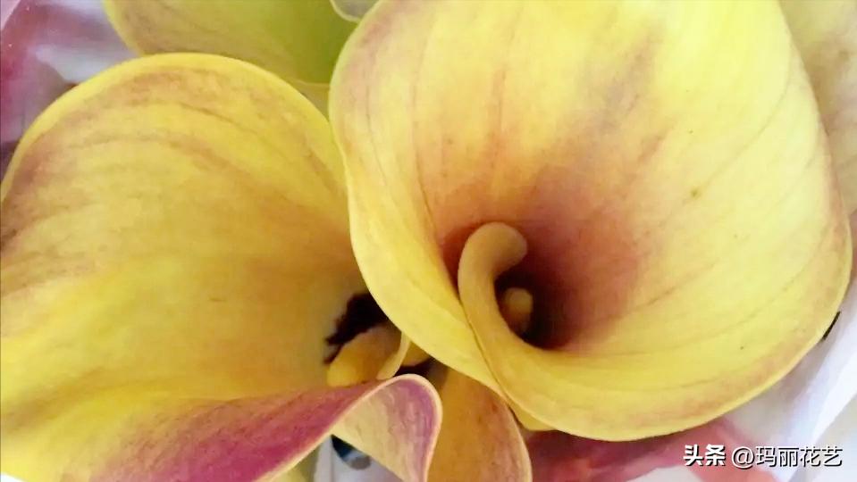 鲜切花马蹄莲怎么养才能开花,彩色马蹄莲切花养护的条件