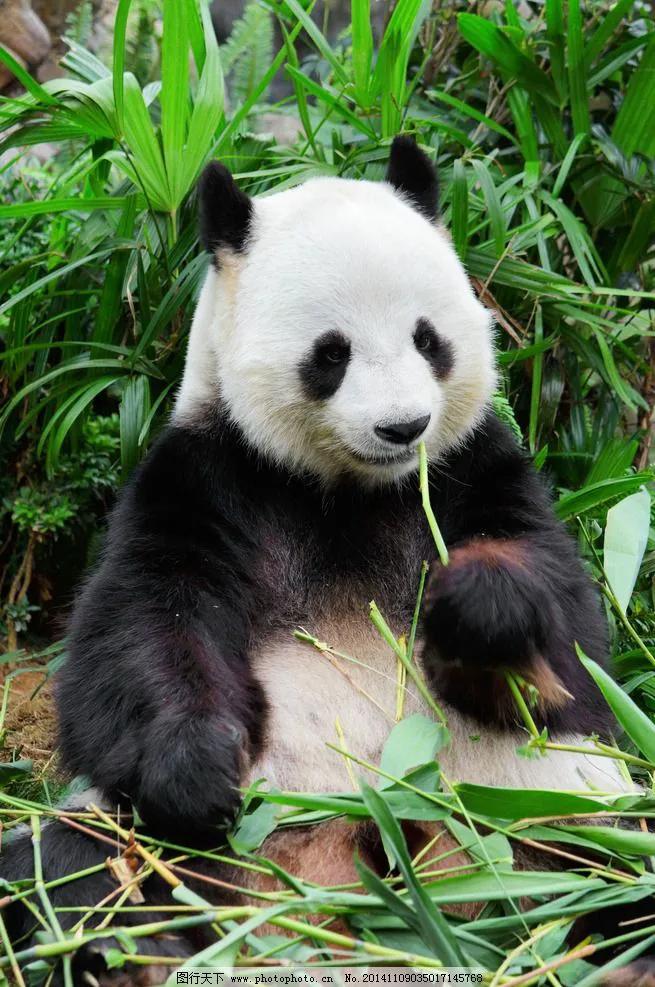 熊猫香香在日本有多红,日本喜欢熊猫的疯狂程度