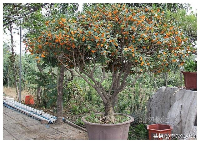 3种花旺宅又招财富贵人家都在养,5种花特别招财家里应该养一盆