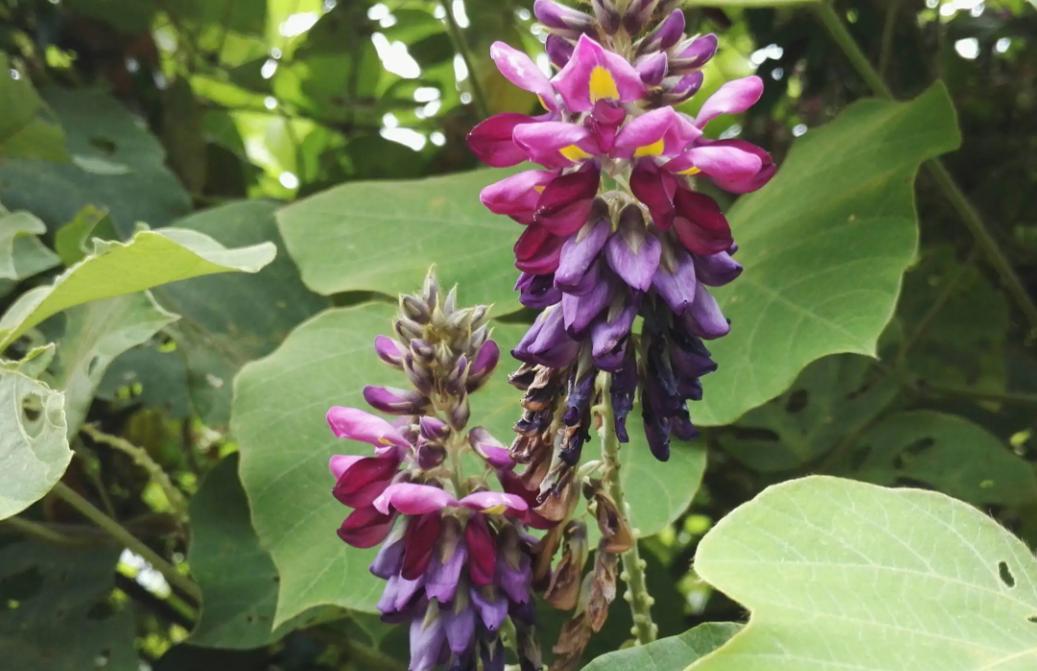 葛根在美国有多厉害,美国花50亿清理葛根