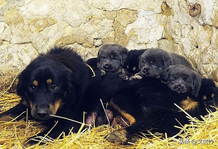 两夫妻走到西藏无人区碰见狼群,真正古老的纯种藏獒