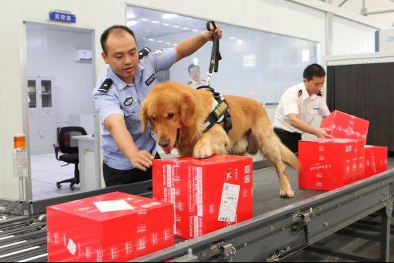为什么太聪明的狗不适合当警犬,警犬的训犬员能自己挑选犬吗