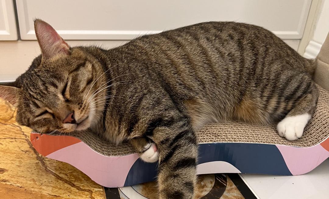 为什么养猫猫家里有怪味,养猫味道大怎么办小妙招