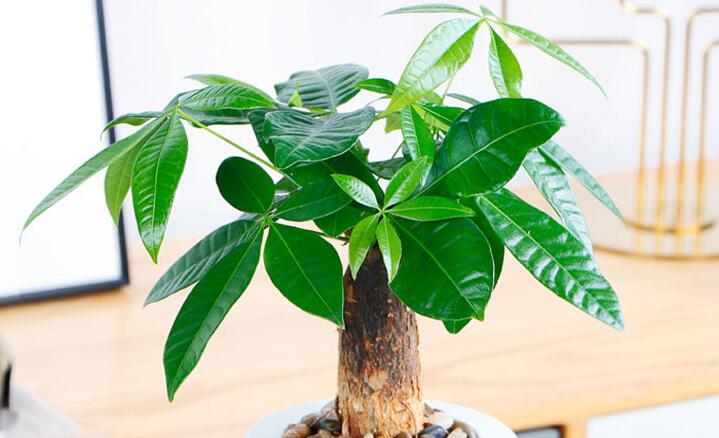 5种花超好养漂亮上档次,5种漂亮花易爆盆