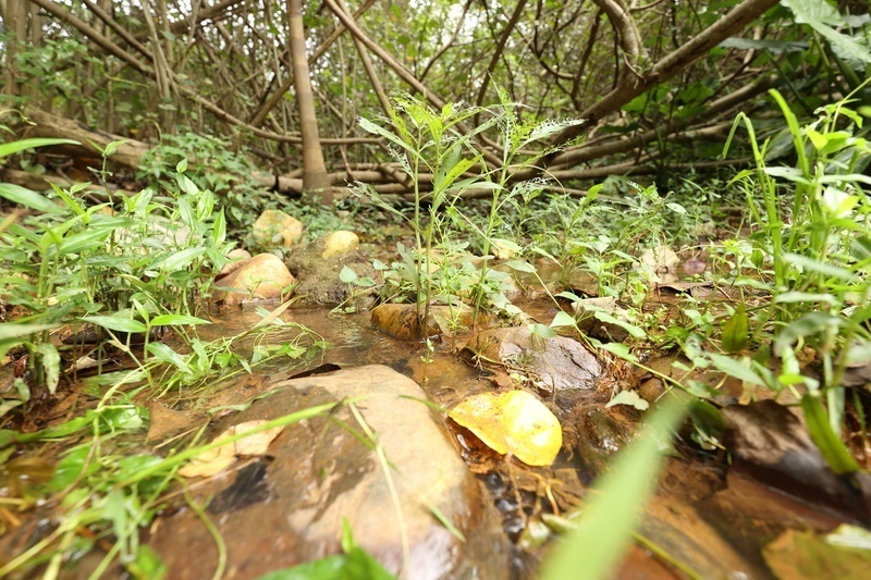 深圳中心城区再现野生水蕨！记者独家专访科研团队还原野生水蕨发现全过程