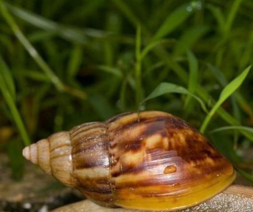 非洲野味入侵全球:中国吃货在这种巨型蜗牛面前,压根狂不起来