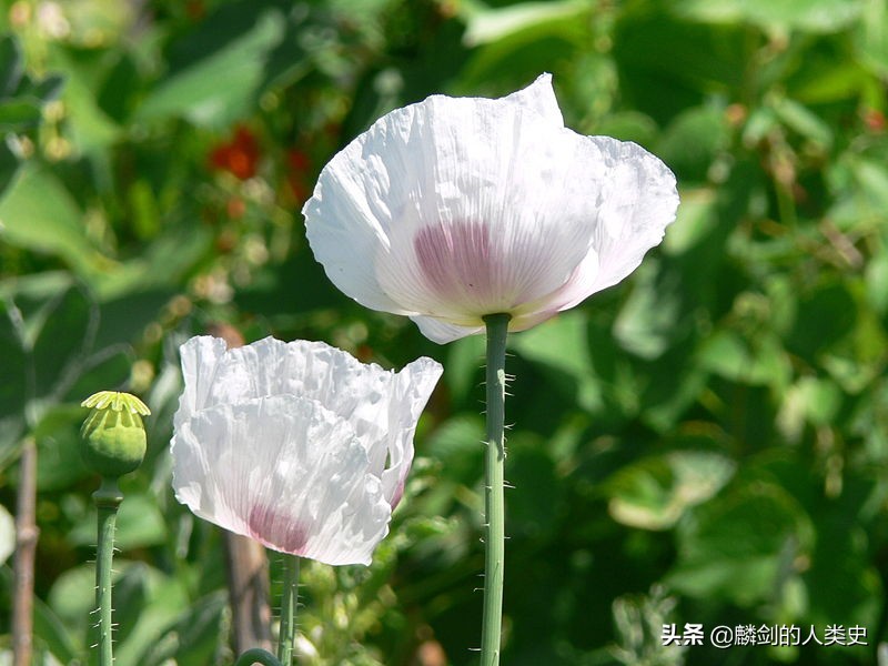 植物百科虞美人花,植物界七大类