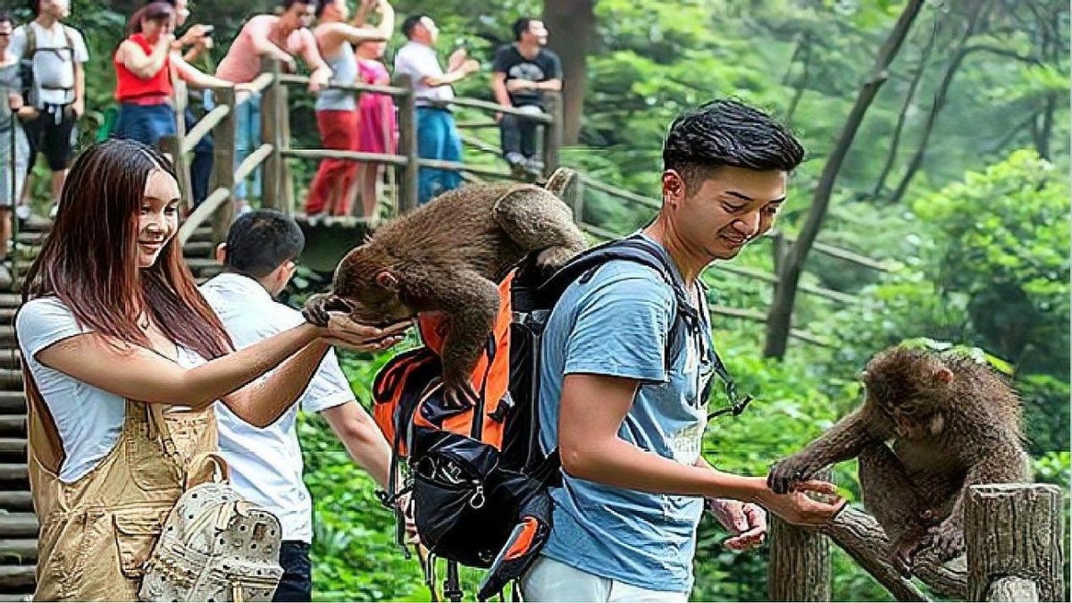 怒江金丝猴和峨眉猴干架,金丝猴遇上峨眉山猴子会发生什么