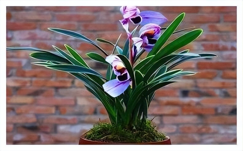 十种名贵的兰花品种之建兰,建兰兰花图片及品种