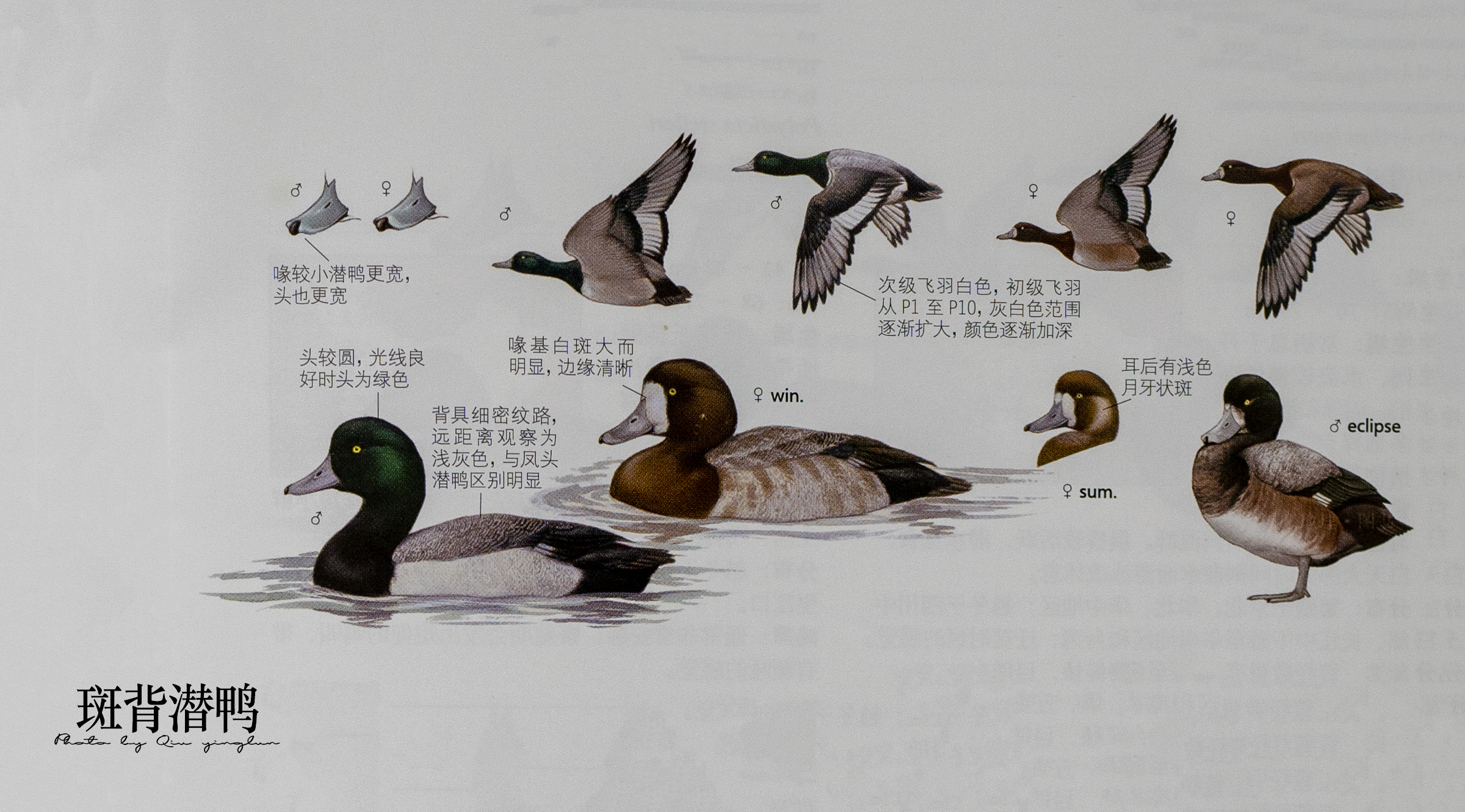 涓滄睙鎻借儨,涓滄睙鎻借儨楦熺被