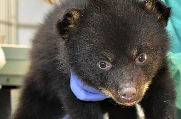 鏉戞皯鎶婄唺褰撶嫍鍏讳簡涓夊勾,琚潙姘戞敹鍏荤殑鐔婂唇