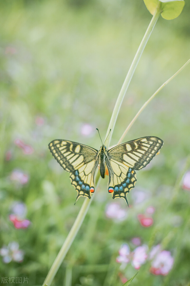 春天花的手机壁纸图片好看,春天图片唯美高清壁纸