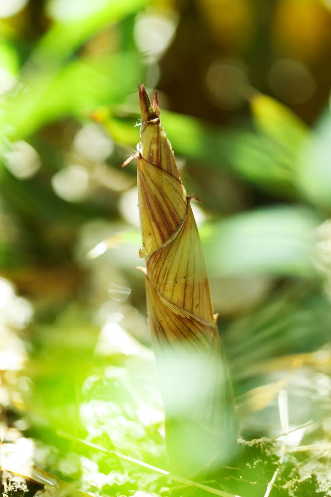 春天到来之际的诗词大全,致敬春天来临的诗词