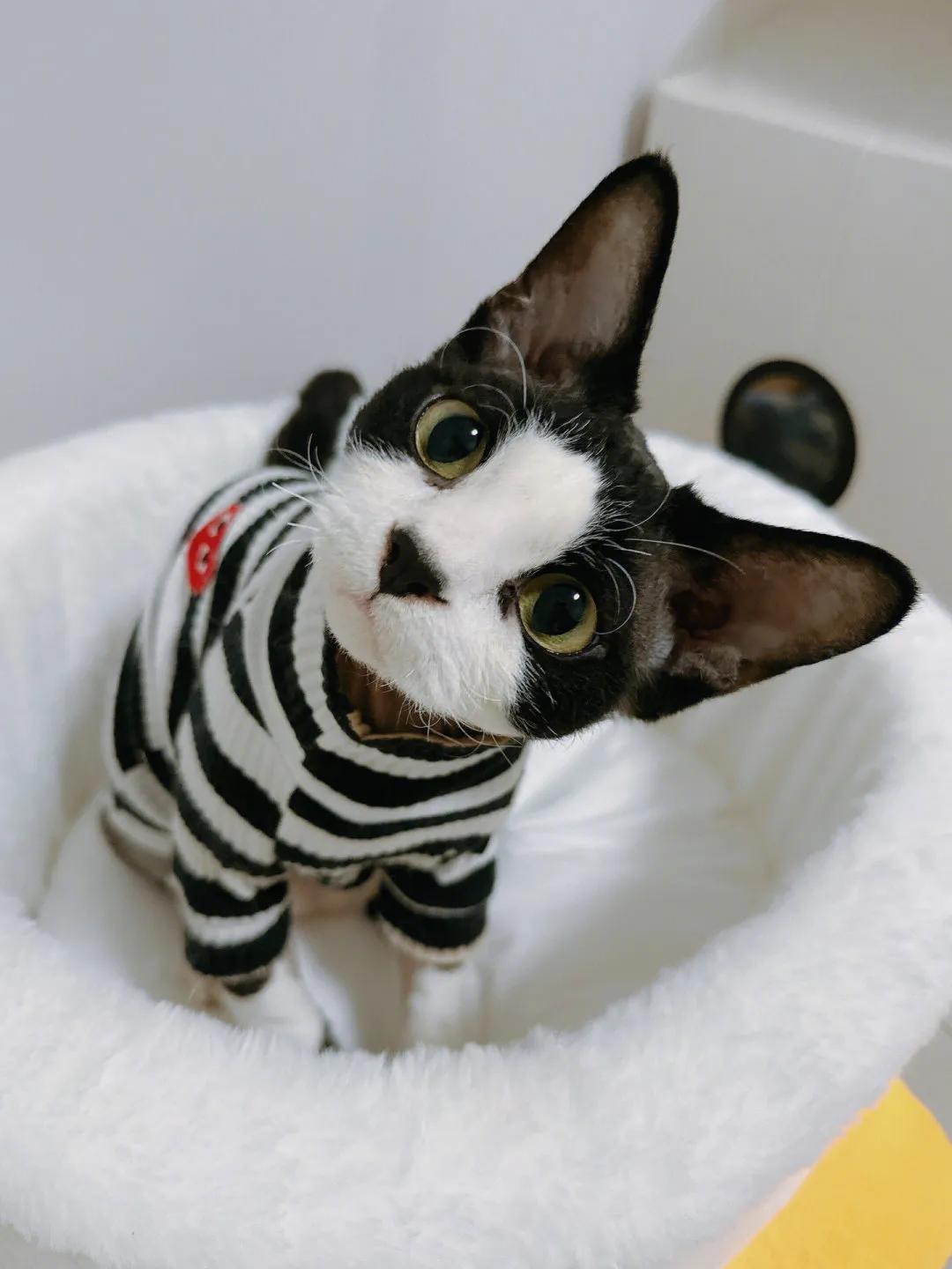 猫咪为什么对自己某个部位的毛发情有独钟？