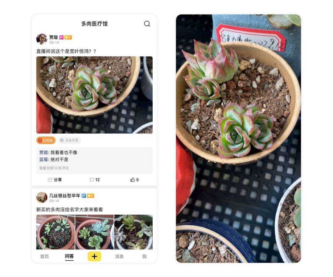 黑斑病季节,黑斑病防治指南