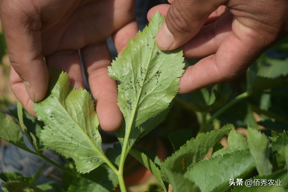 高效低毒杀虫剂蚧壳虫,蚧壳灵专用速效杀虫剂