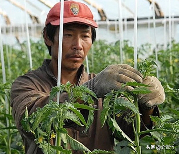 东北小伙海参崴,东北小伙去海参崴创业