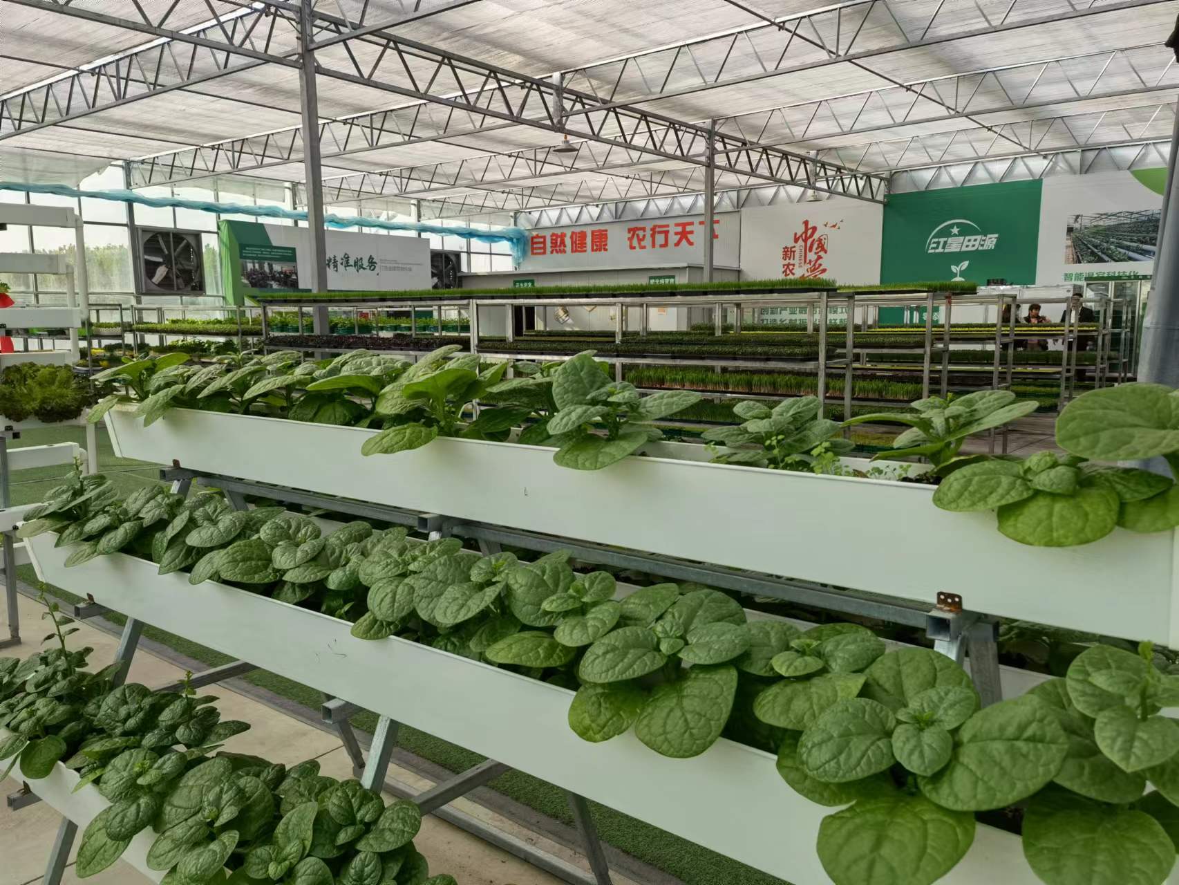 芽苗菜种植骗局,芽苗菜真的很赚钱吗