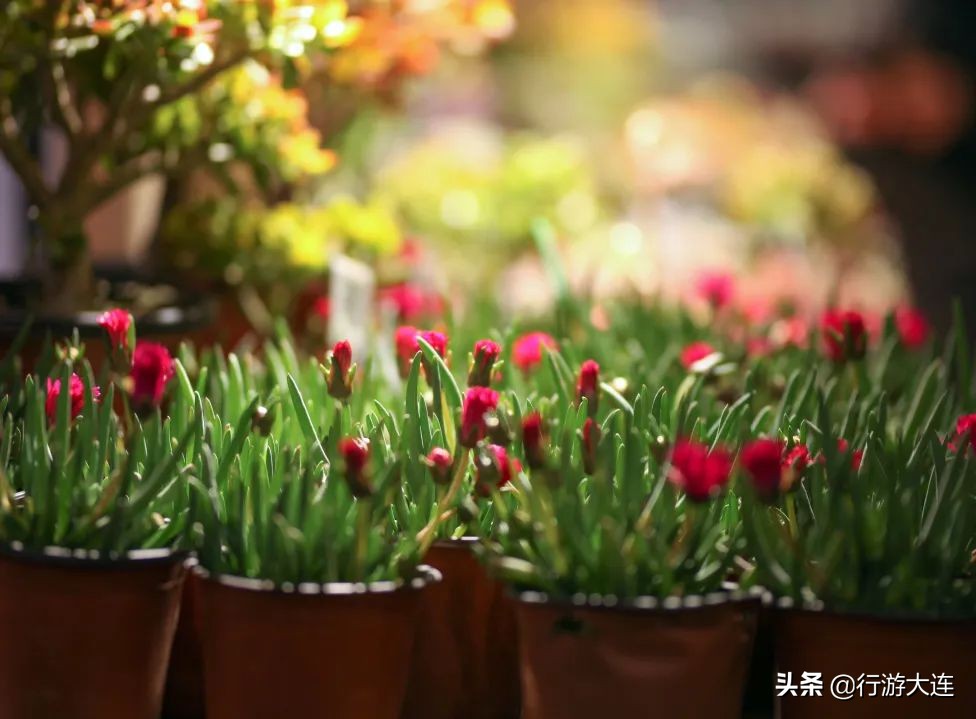 大连花市哪里最好玩,大连的花市有哪些