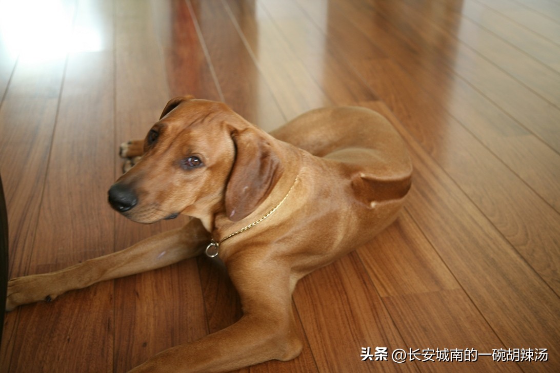 世界名犬大赛全程视频,世界名犬下司犬排名